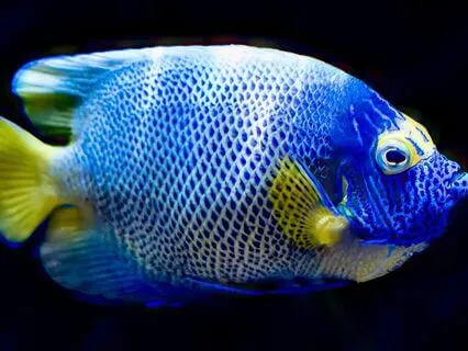 Moon Transit Through Pisces