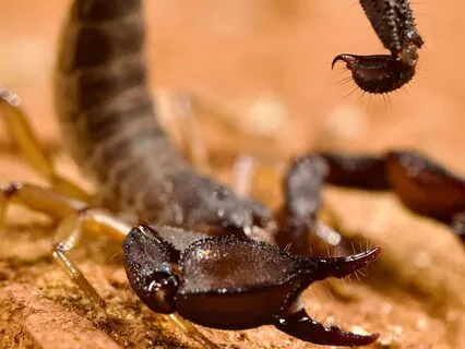 Moon Transit Through Scorpio