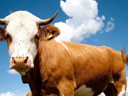 Moon Transit Through Taurus