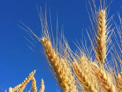 Moon Transit Through Virgo