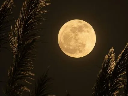 Moonbeam Glow