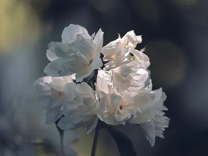 Moonflower Relaxation Meditation