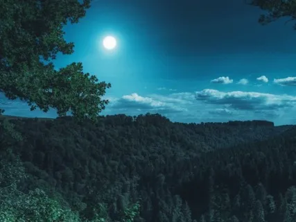 Moonlight Ark - Night Forest Song 