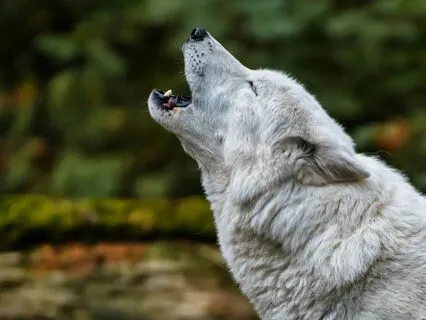 Moonlight Blessings - Calm Harp And Mystical Wolves