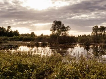 Moonlight Calm: Nighttime Serenity