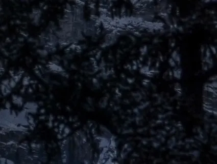 Moonlight In The Trees