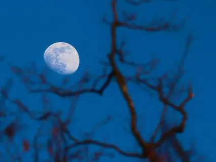 Moonlight