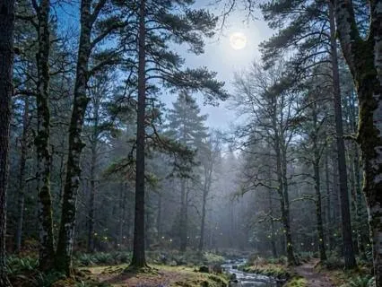 Moonlit Forest