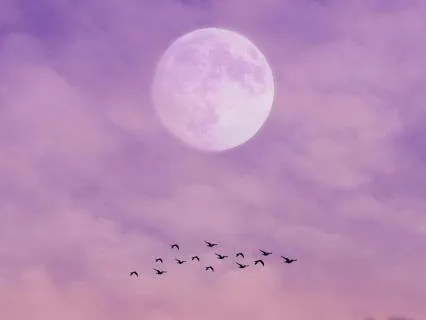 Moonlit Melodies - Sweet Harp