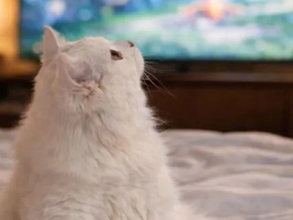 Moonlit Quiet Drift | Kalimba Healing Sleep Music