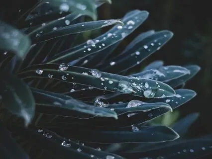 Moonlit Sleep Journey