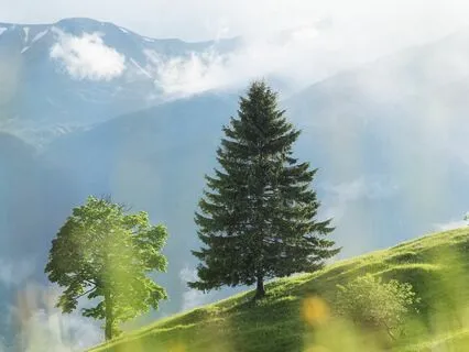 Moonlit Tranquility: Nighttime Stress Relief