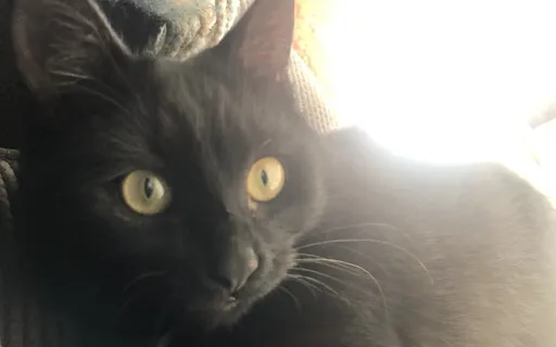 Moonshadow Kitten Purr