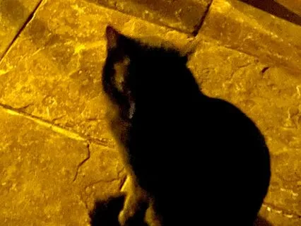 Moonsong For Chi The Farmhouse Cat