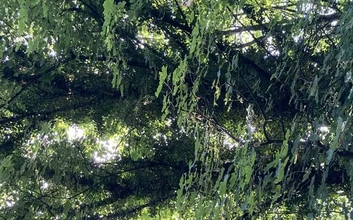 Moorland Wind In Trees