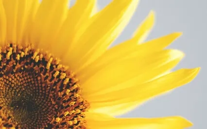 More Presence Meditation