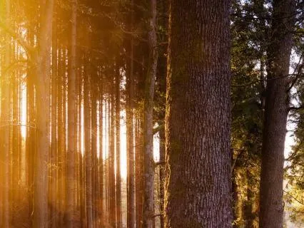 Morgon: fokus (4 Riktning)