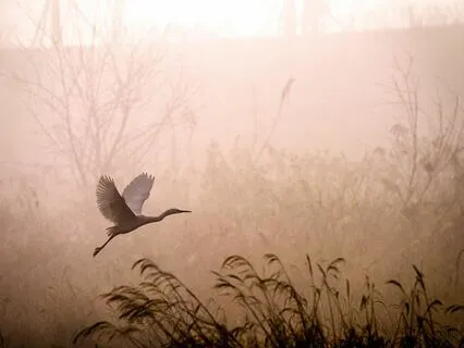 Morgonmeditation: tacksamhet (längre version)