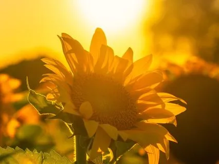 Morning Abundance Affirmations With EFT Tapping Meditation