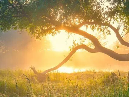 Morning Affirmation - IT Live
