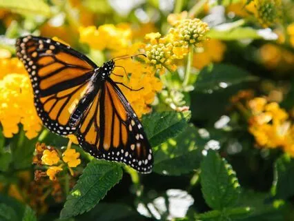 Morning Affirmation Meditation