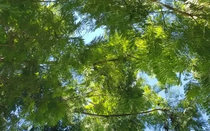 Morning Affirmations