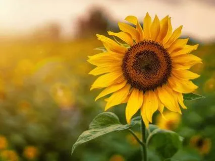 Morning Affirmations: Calm, Confident, & Grounded