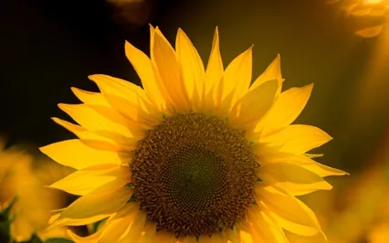 Morning Affirmations: Focus + Flow For A Productive Day