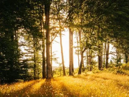Morning Affirmations For Abundance & Prosperity
