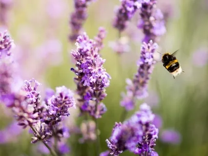 Morning Affirmations For Joy - Wake Up To Happiness