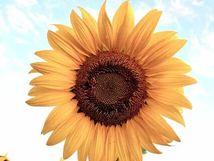 Morning Affirmations For Positivity & Joy