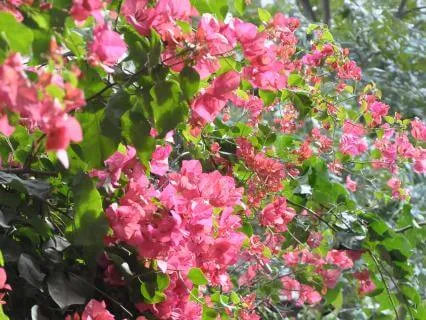 Morning Affirmations For Success