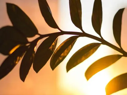 Morning Affirmations For Wellbeing