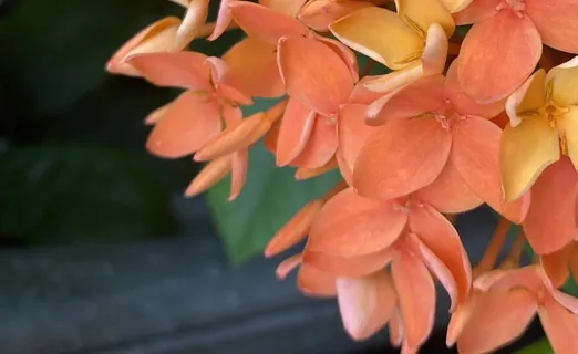 Morning Affirmations For Worthiness 