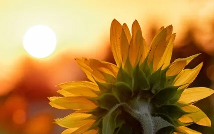 Morning Affirmations: Happiness, Confidence, Joy & Purpose