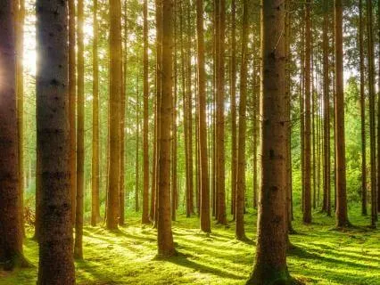 Morning Affirmations