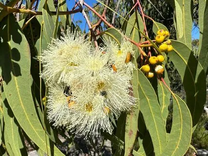 Morning Affirmations