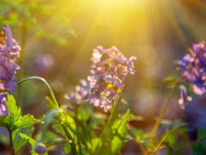 Morning Affirmations