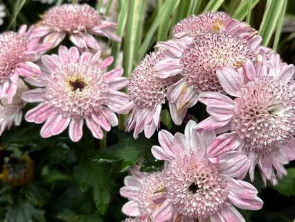 Morning Alignment: Mind, Body, Spirit In Harmony