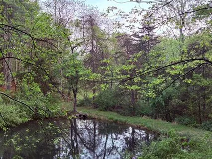 Morning At Lifebridge Pond-Five Minutes Of Birdsong