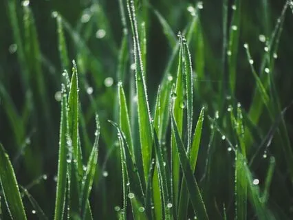 Morning Awakening - Sunrise Harmony