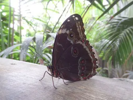 Morning Awakening to Presence - Reiki Infused Sound Healing