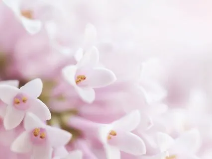 Morning Awakening To Your Divine Innocence And Power