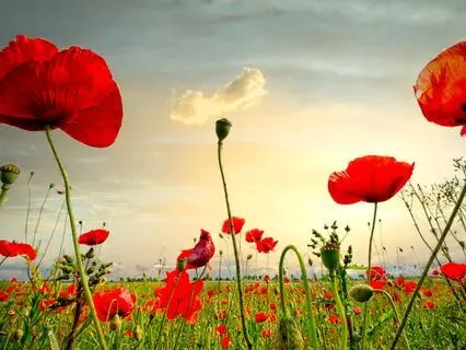 Morning Awareness: Caring For Others