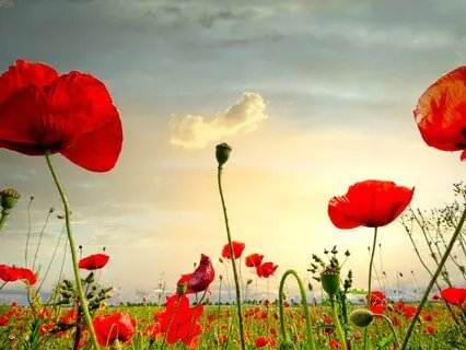 Morning Awareness: Gratitude For This Body