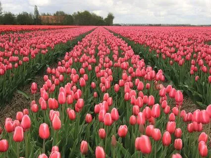 Morning Beauty Affirmation Meditation