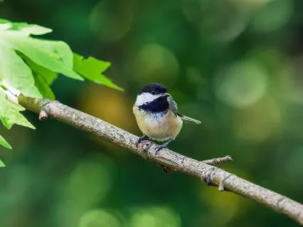 Morning Bird Song