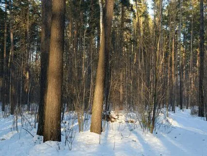 Morning Birds Chilly, Awakening Forest Sound