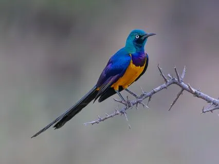 Morning Birds In Africa