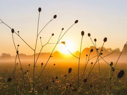 Morning Birds & Morning Music – A Peaceful Awakening